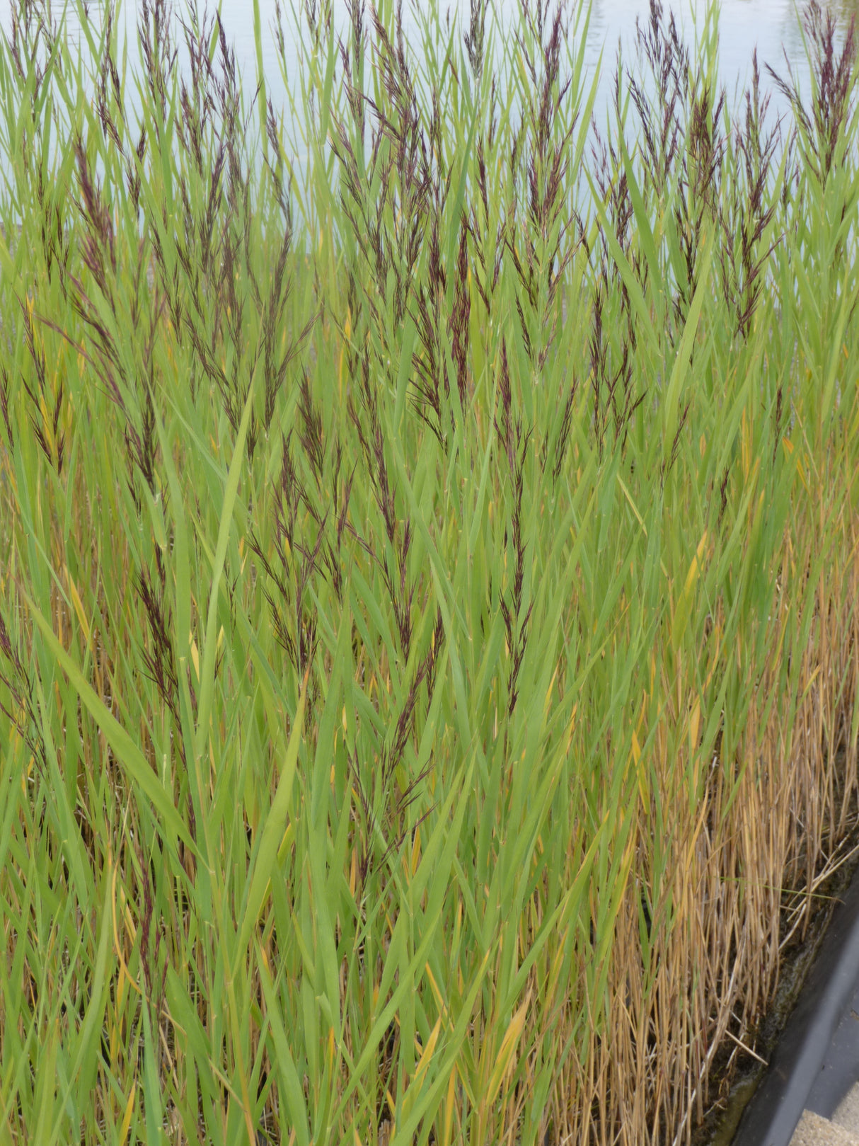 Phragmites-australis-Humilis-070