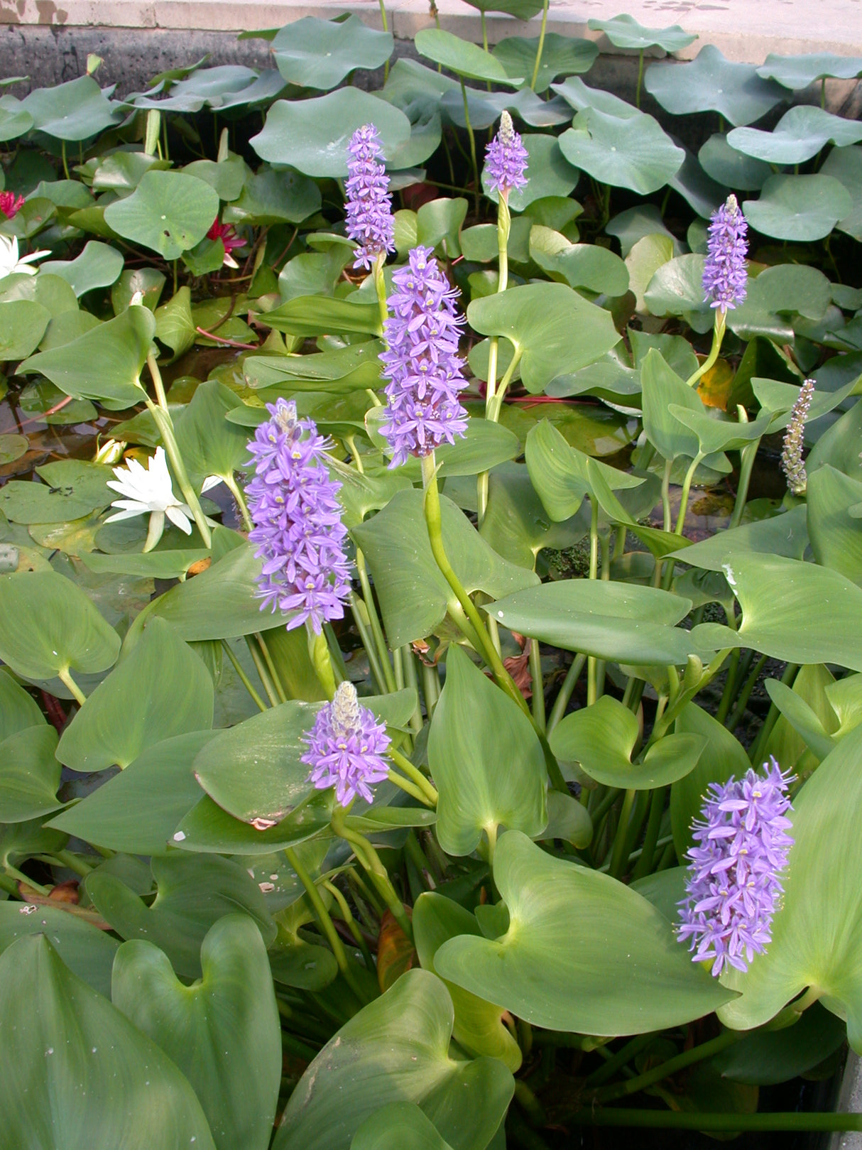 Pontederia-cordata-050
