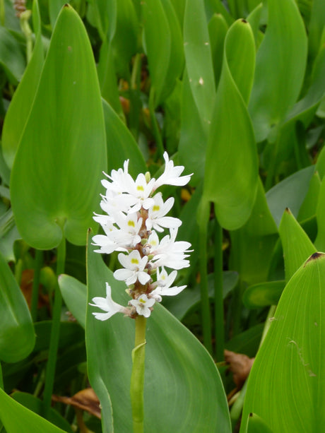 Pontederia-cordata-Alba-099