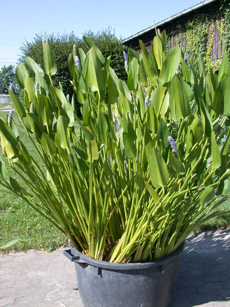 Pontederia-lanceolata-012