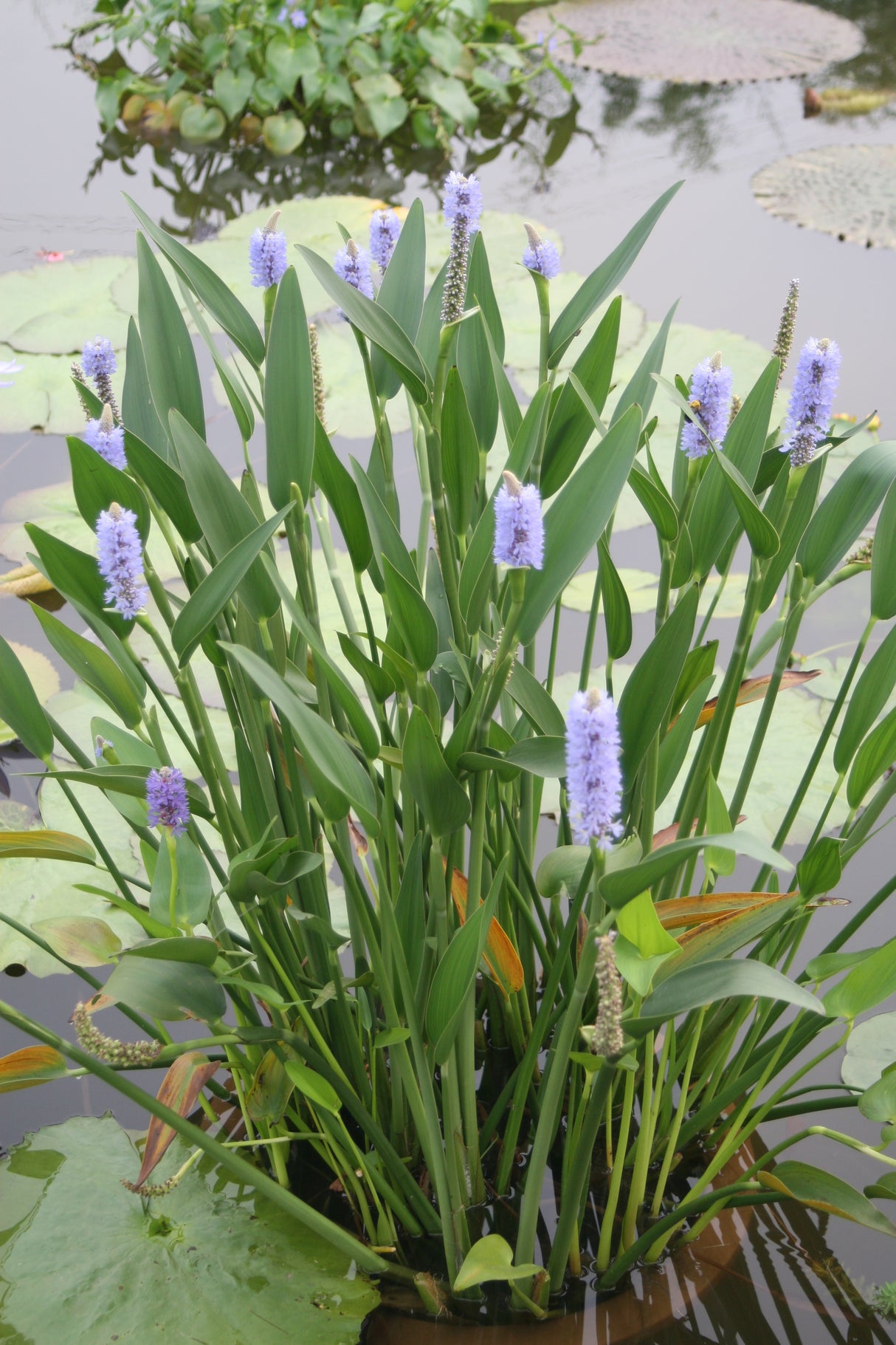 Pontederia-lanceolata-3172