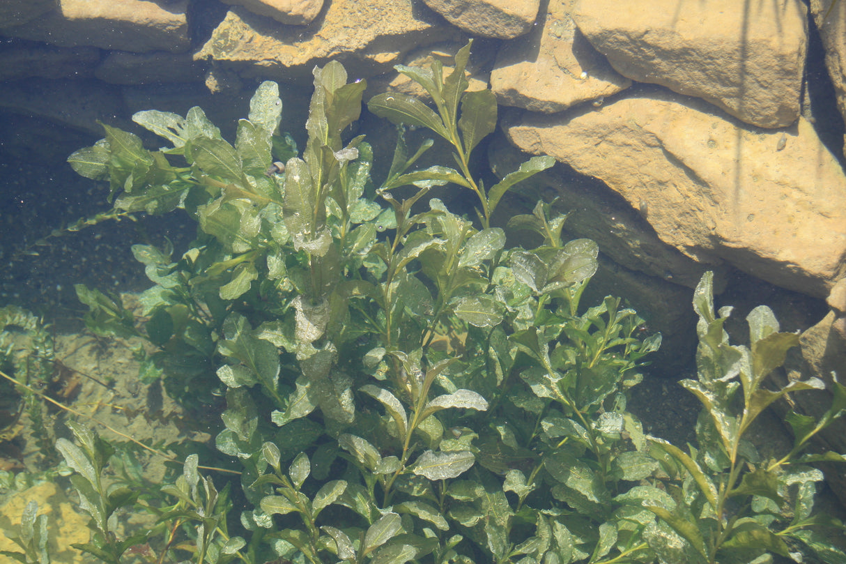 Potamogeton-lucens-2781