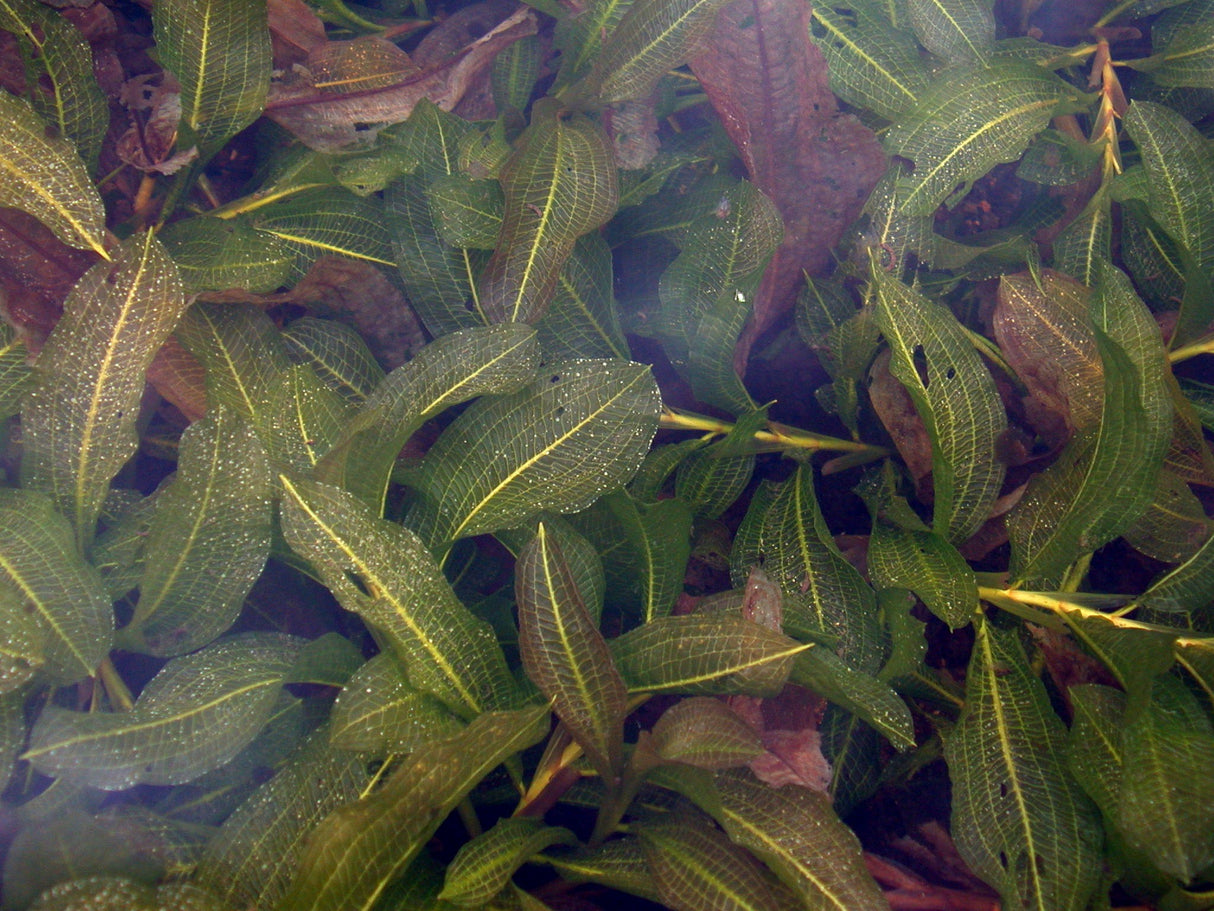 Potamogeton-lucens-96