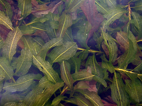 Potamogeton-lucens-96