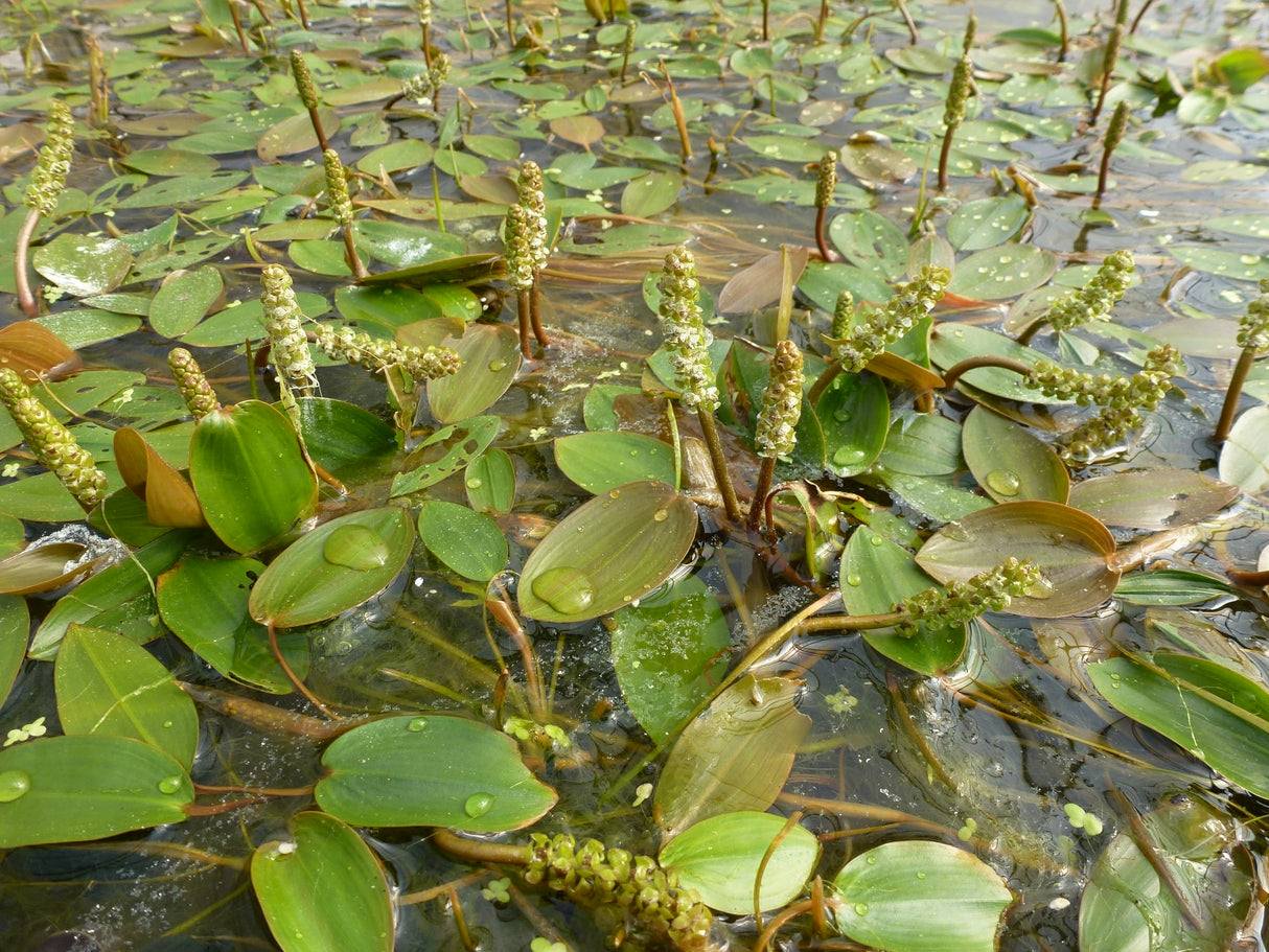 Potamogeton-natans-0700