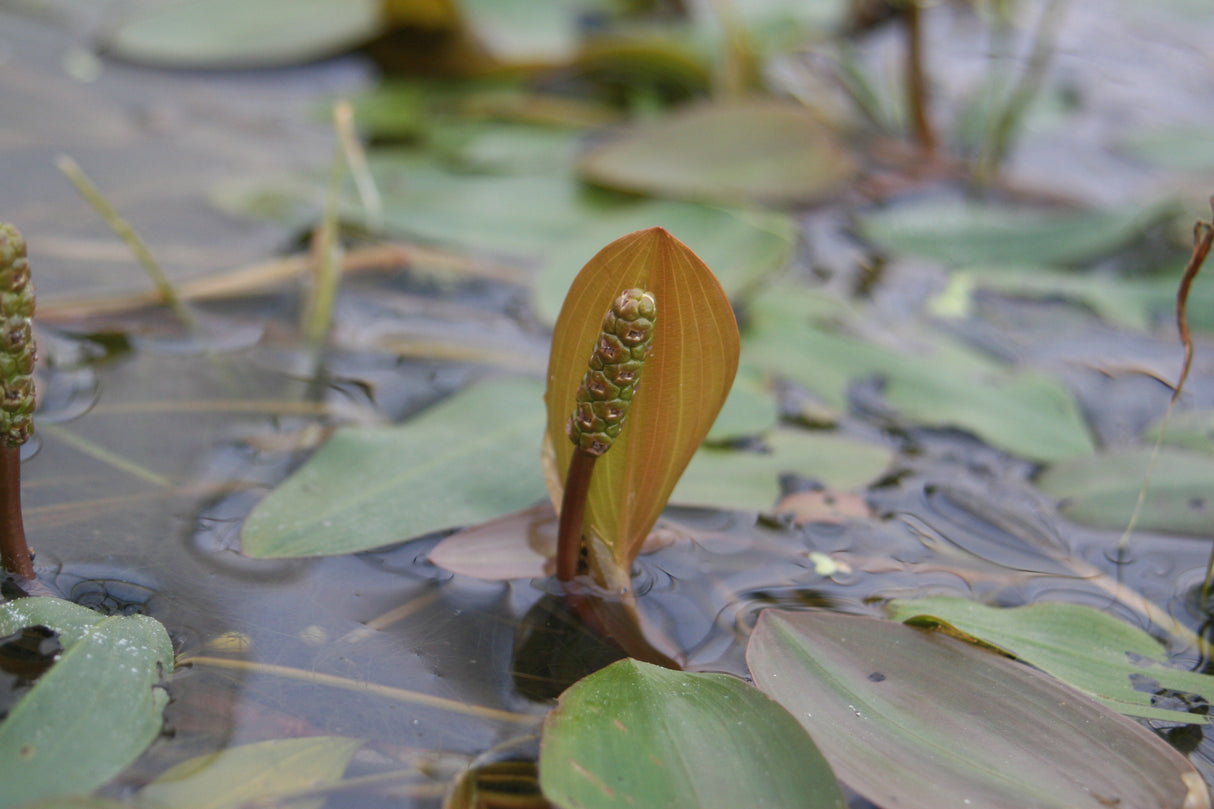 Potamogeton-natans-6236