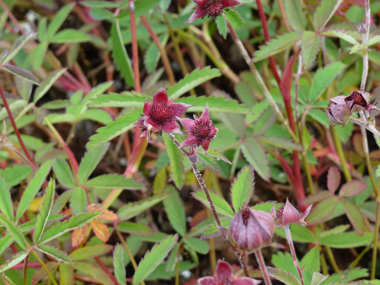 Potentilla-palustris-0280