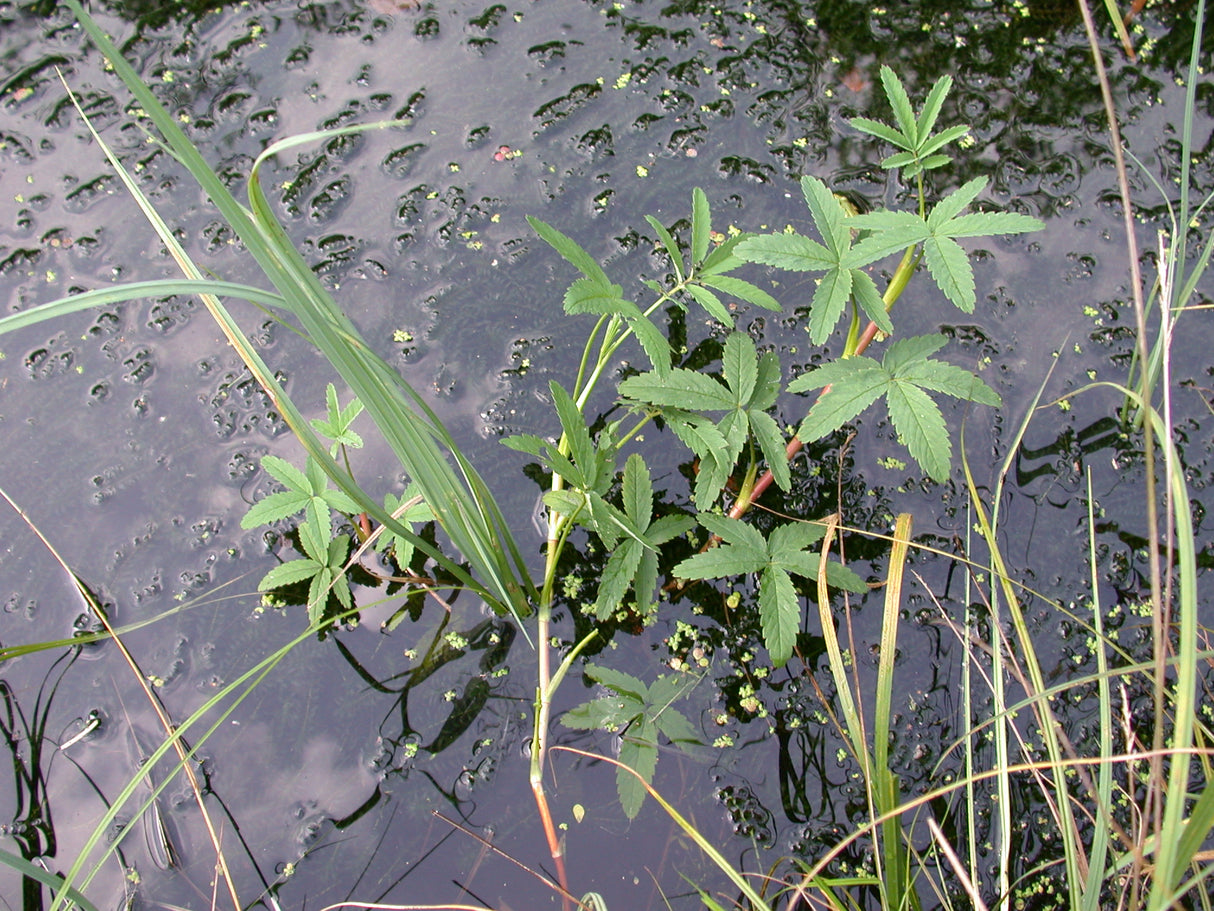 Potentilla-palustris-064