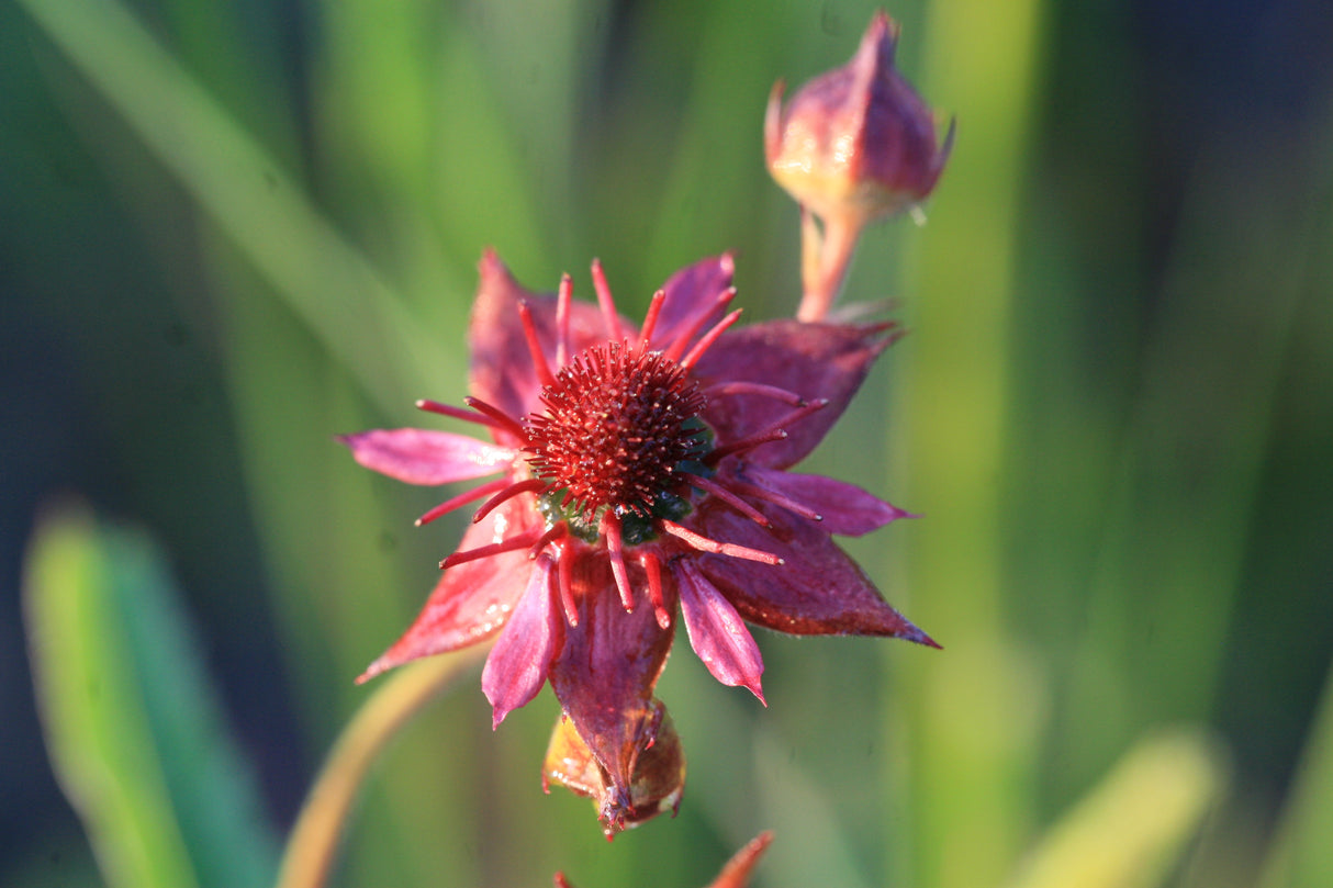 Potentilla-palustris_2755