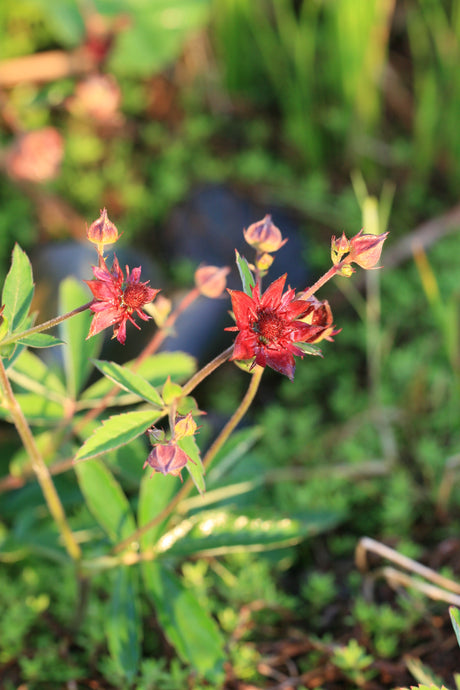 Potentilla-palustris_27595aad5b0519b25