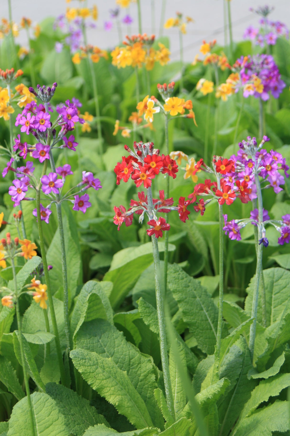 Primula-bulleesiana-6885