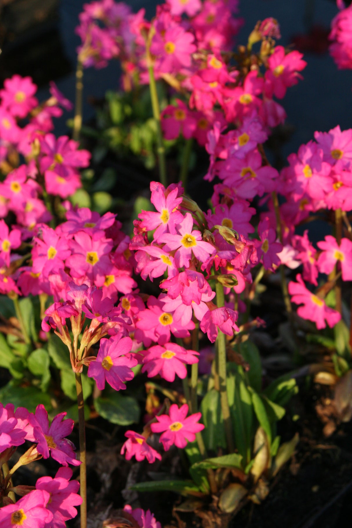 Primula-rosea-6726
