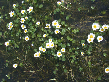 Ranunculus-aquatilis-082