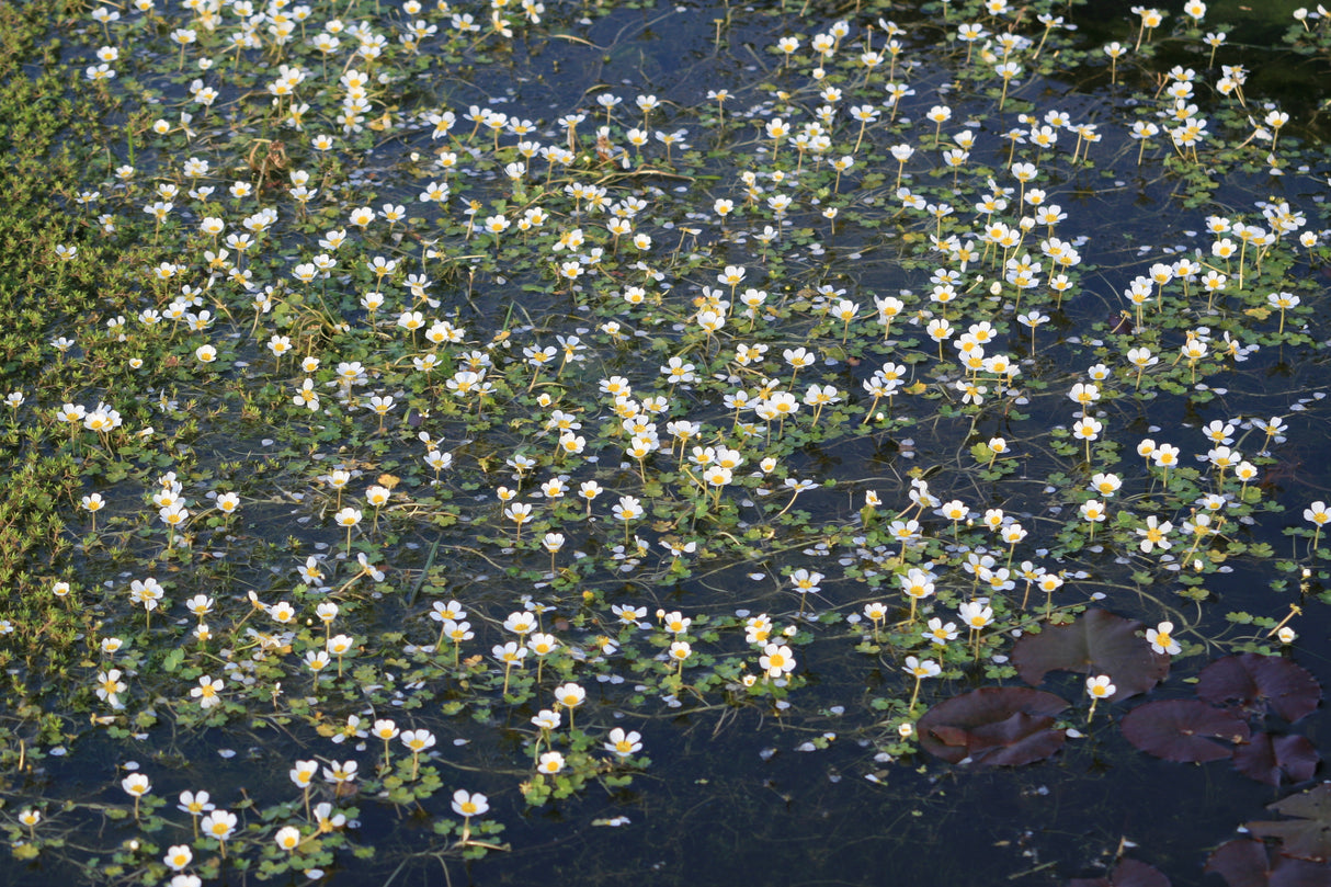Ranunculus-aquatilis-1750