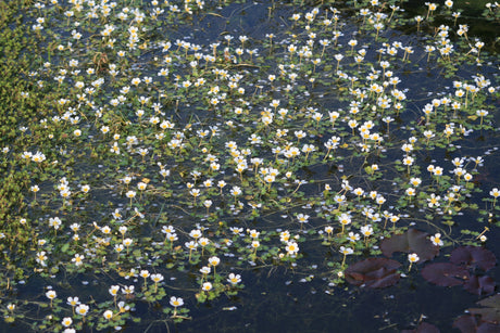 Ranunculus-aquatilis-1750