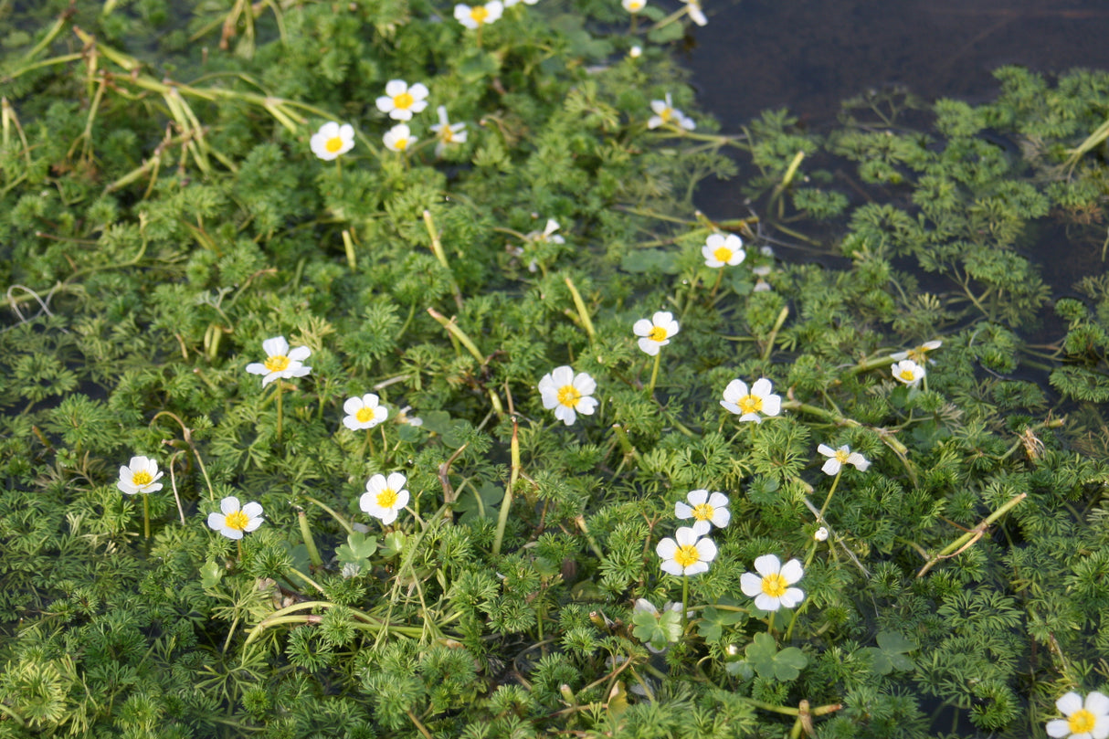 Ranunculus-aquatilis-2066