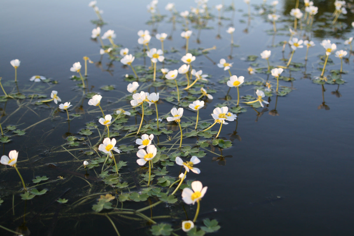 Ranunculus-aquatilis-9144
