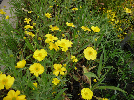 Ranunculus-flammula-05854fb55734a26e