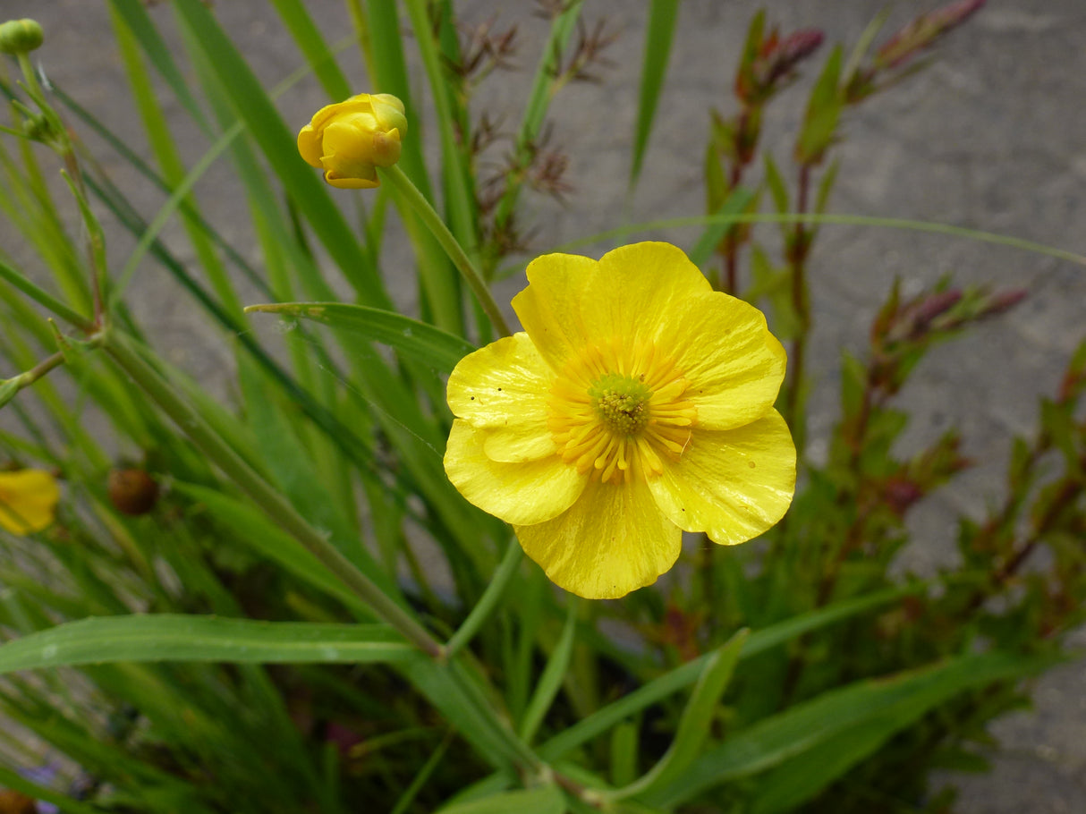 Ranunculus-lingua-0295