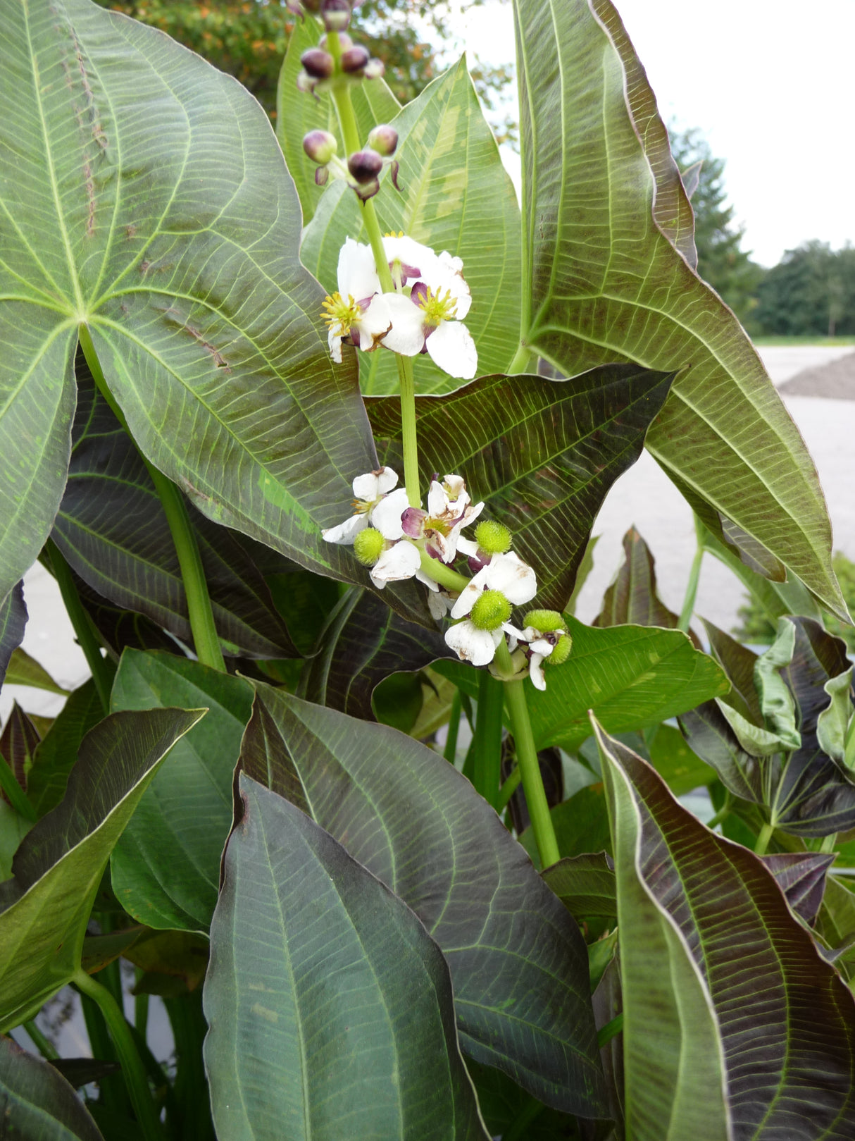 Sagittaria-`Benni-06554fa0d1d17916