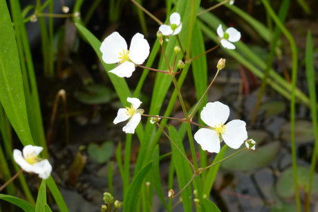 Sagittaria-graminea-0901