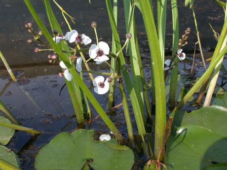 Sagittaria-sagittifolia-036