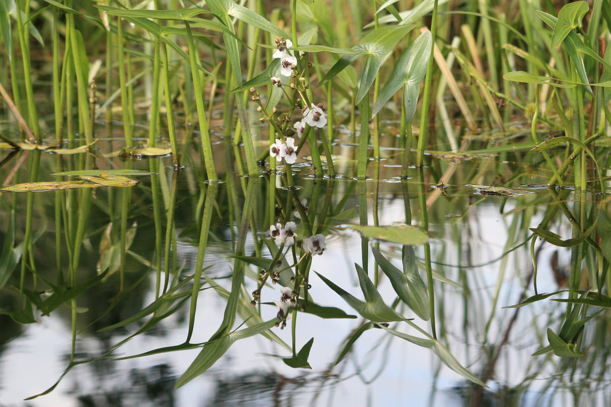 Sagittaria-sagittifolia-4050