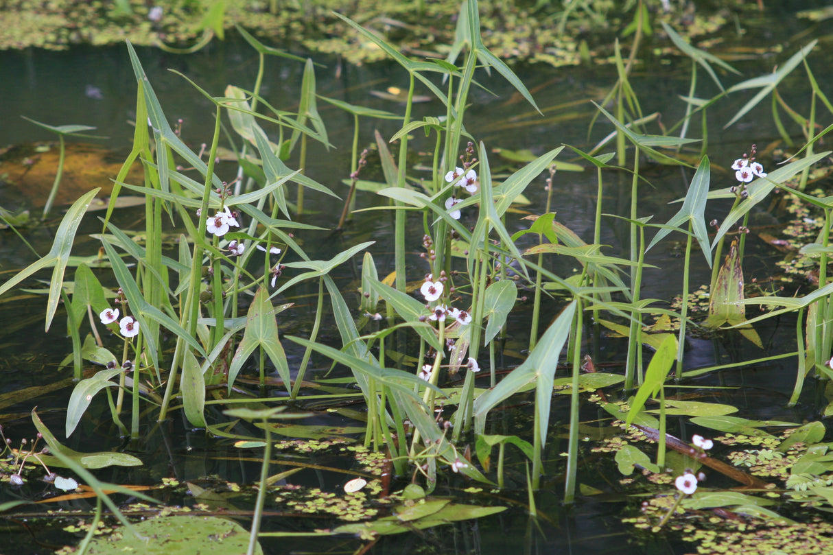 Sagittaria-sagittifolia-5119