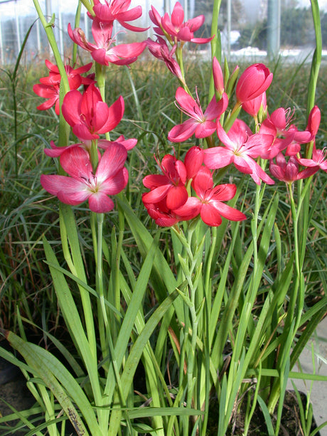 Schizostylis-cocc-41