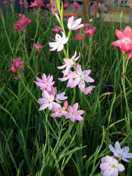 Schizostylis-cocc-rosa-7