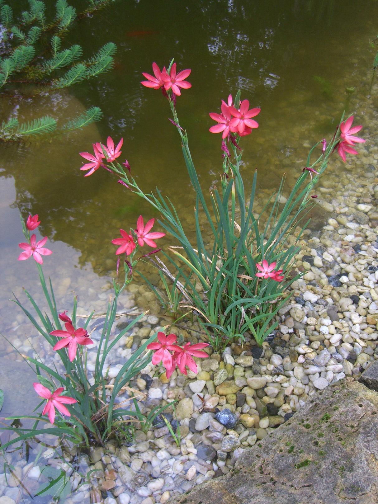 Schizostylis-coccinea-2110