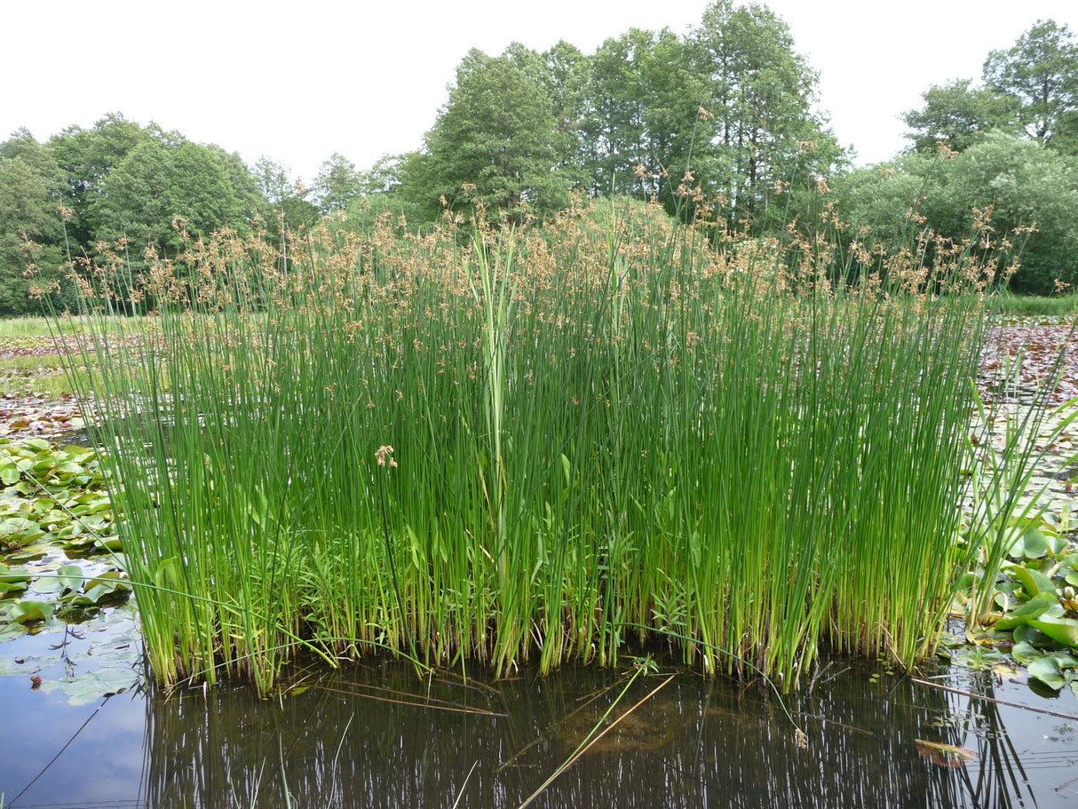 Scirpus-lacustris-022