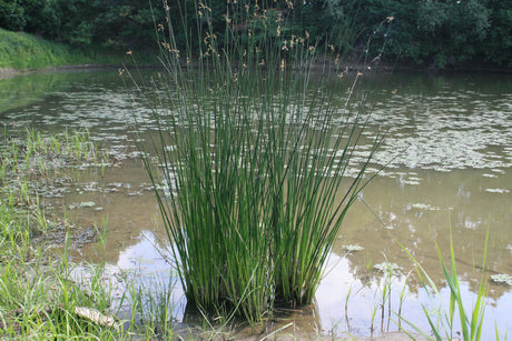 Scirpus-lacustris-2245