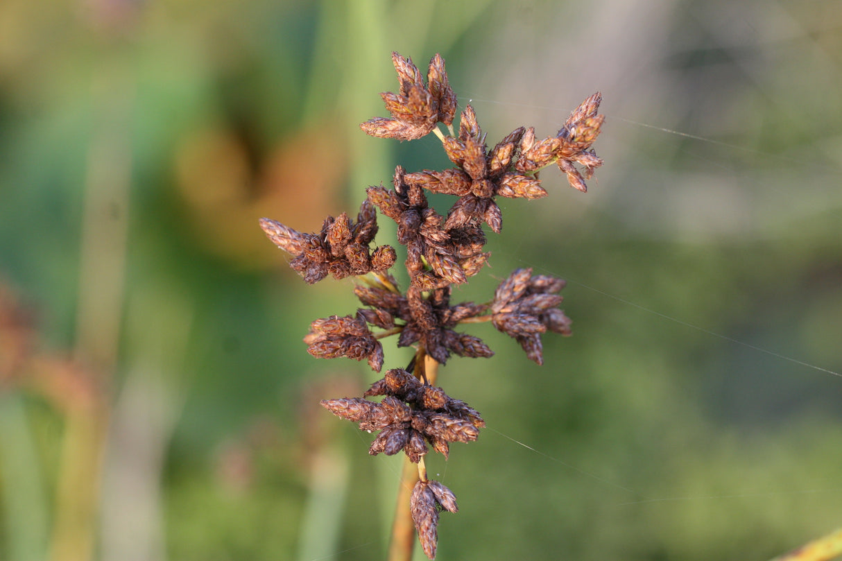 Scirpus-lacustris_1084