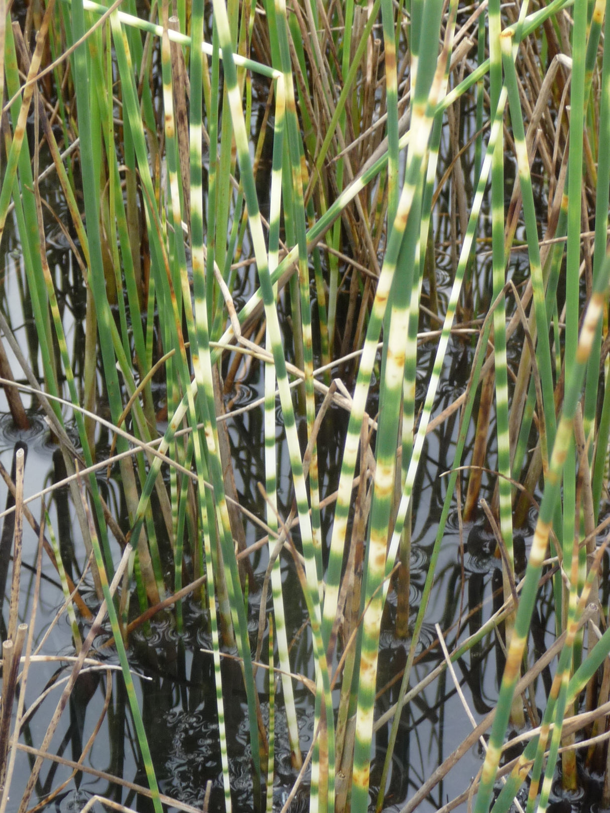 Scirpus-tab-Zebrinus-676