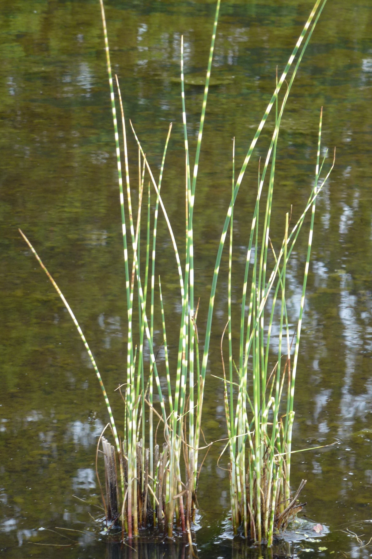 Scirpus-tab-Zebriuns-0922