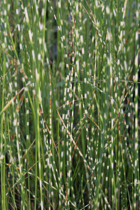 Scirpus-tab-`Zebrinus-1495