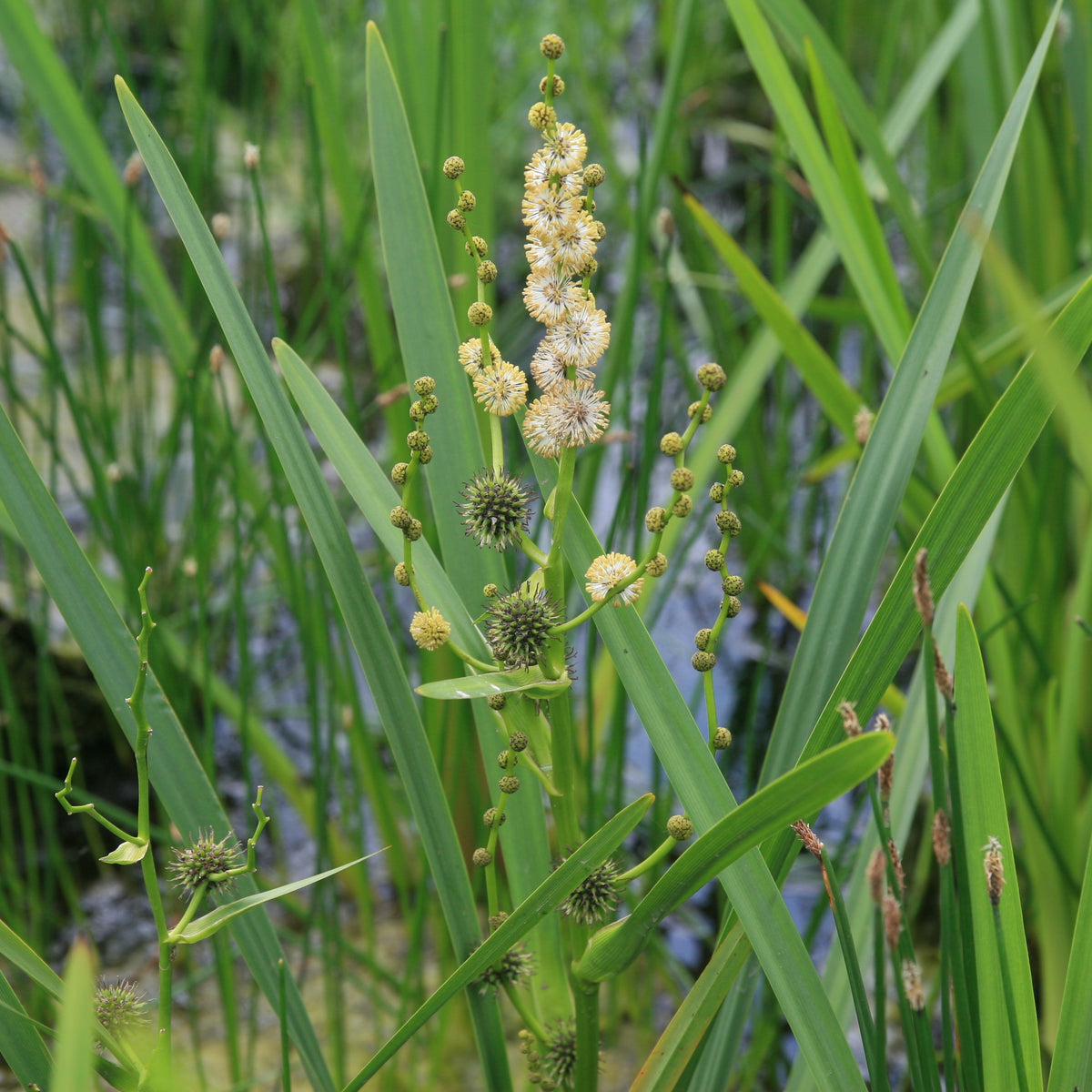 Sparganium erectum ästiger Igelkolben Seerosensorten