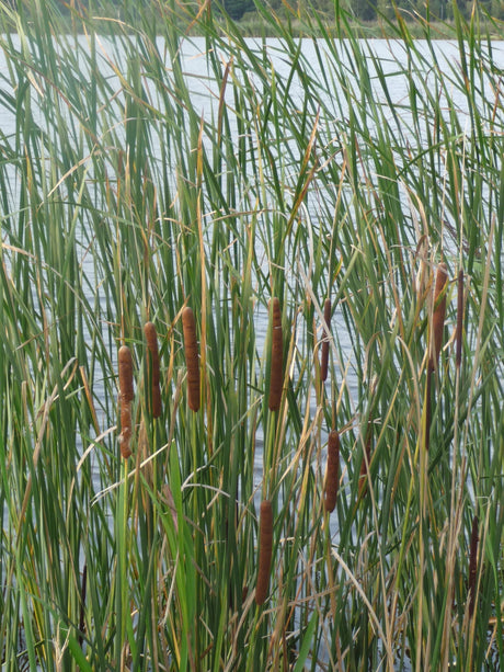 Typha-angustifolia-097