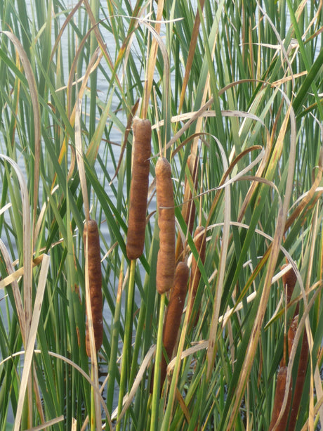 Typha-angustifolia-099