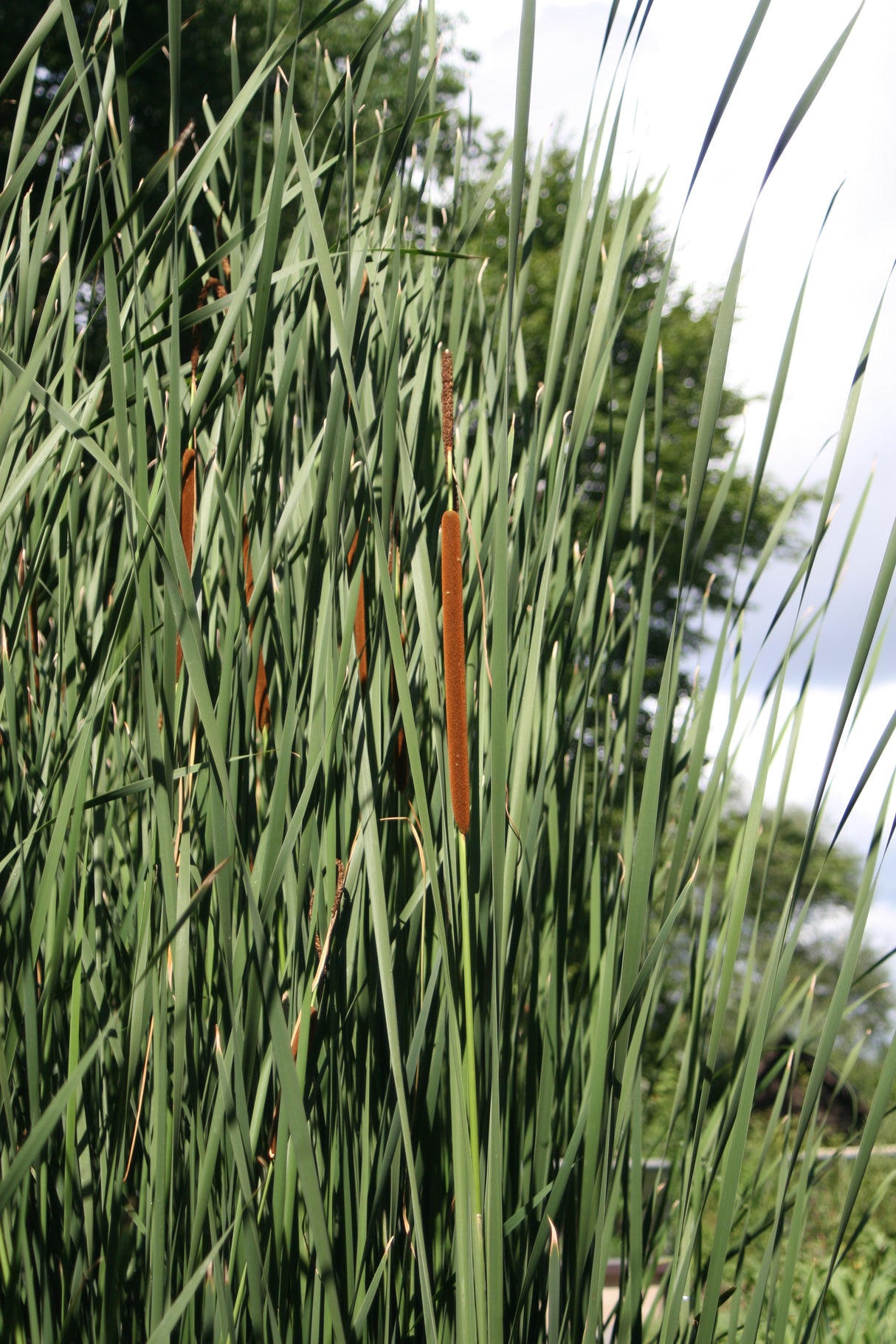 Typha-angustifolia-6555