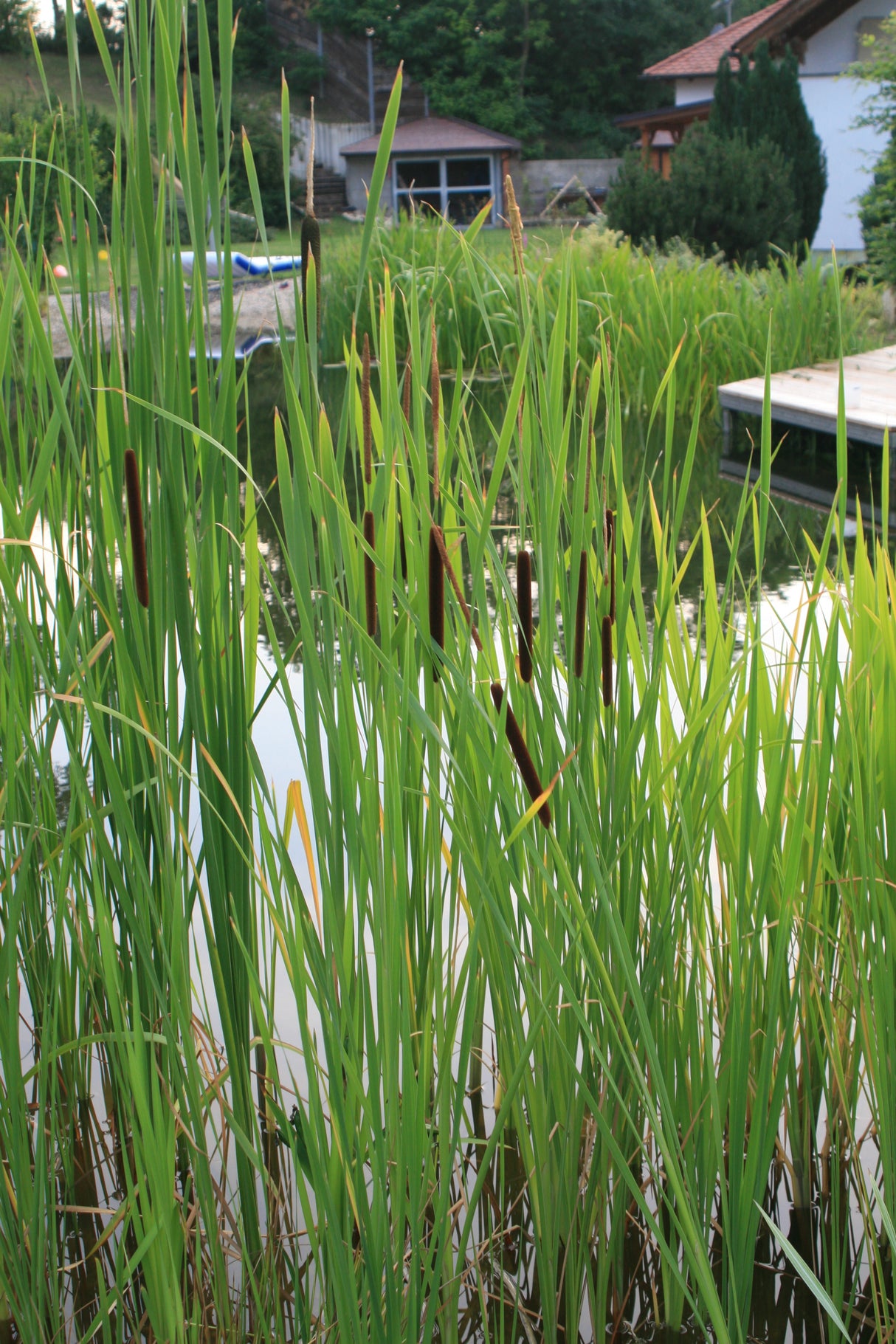 Typha-angustifolia-7216