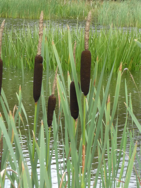 Typha-latifolia-100