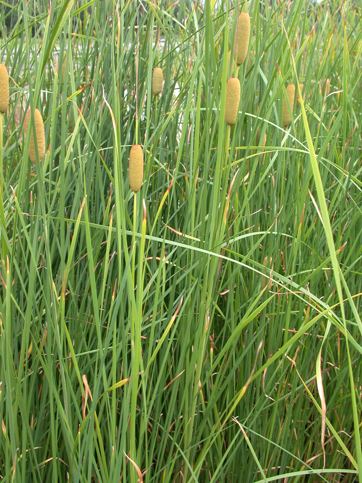 Typha-laxmannii-041