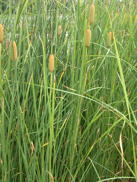 Typha-laxmannii-041