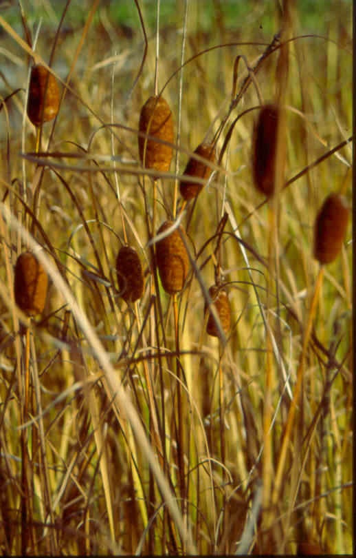 Typha-laxmannii