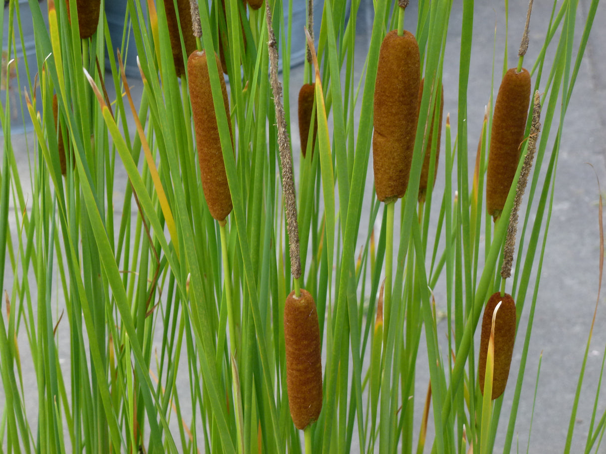 Typha-lugdunesis-0651