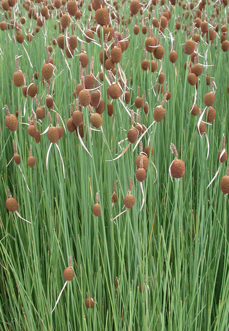 Typha-minima-31