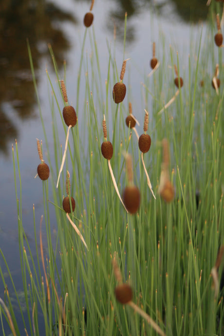 Typha-minima-88