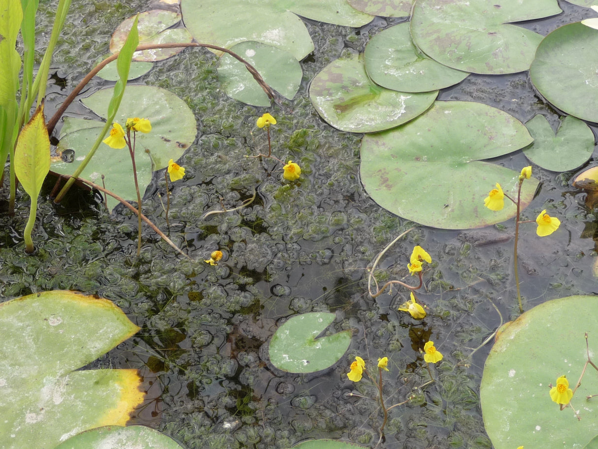 Utricularia-vulgaris-135